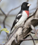 Rose breasted Grosbeak 2190